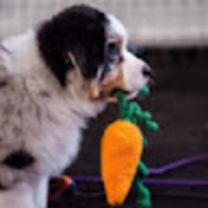 Meet your Posher, Dakota